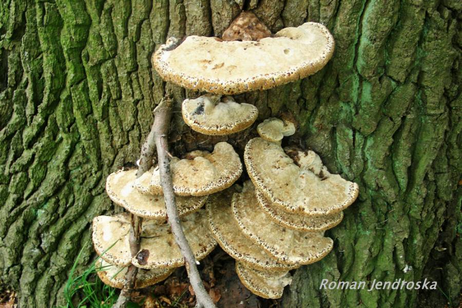 Yigitlarning soqollangan jinsiy azolarining fotosuratlari